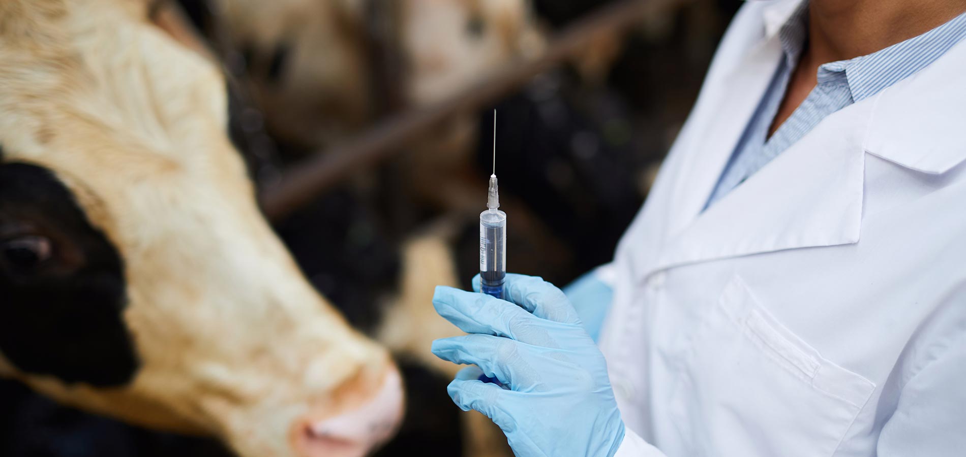 Florida Cattle Ranch Cracker Swamp Cattle Co. cow vaccines